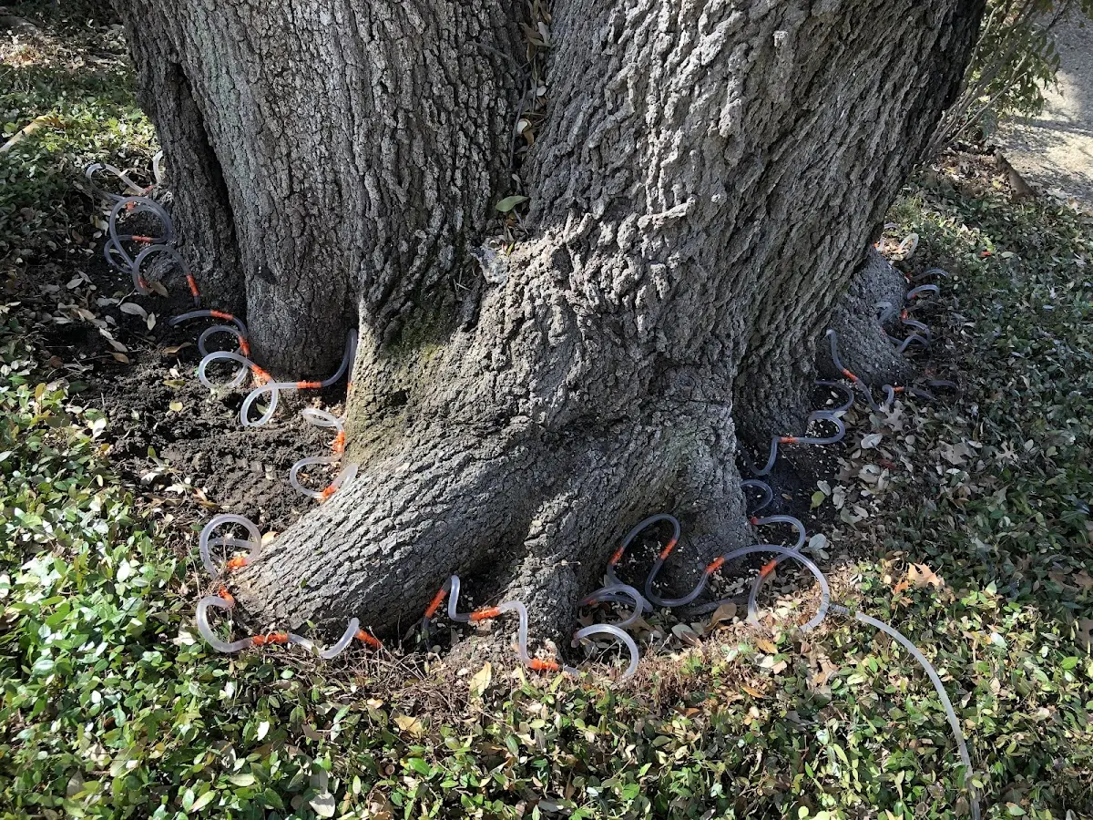 Detailed Tree Cabling and Bracing job site in Dennis