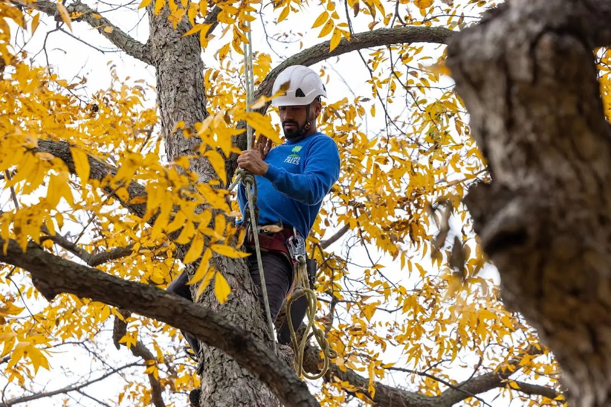 Skilled Tree Trimming crew working in Dennis